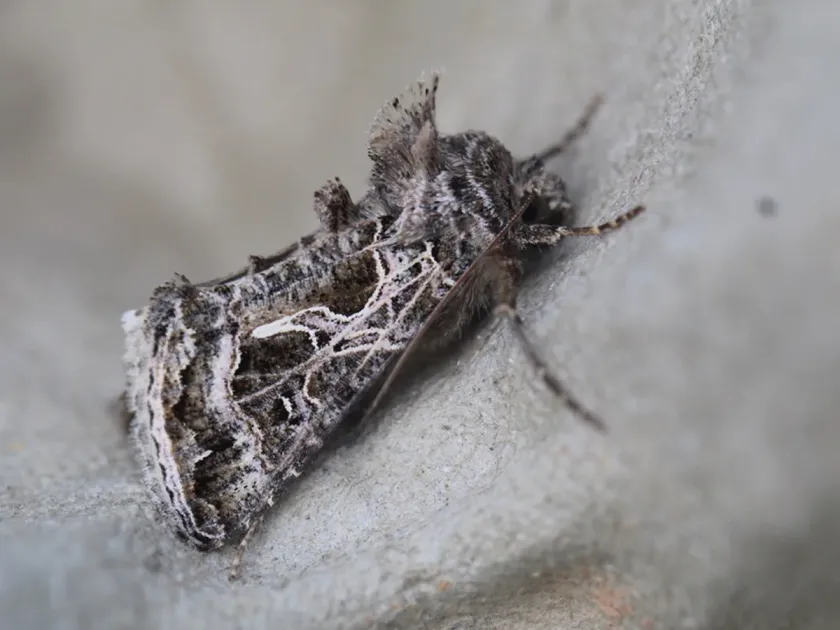 Daubei moth