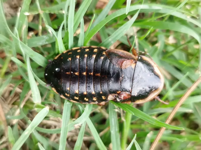 Argentine cockroach