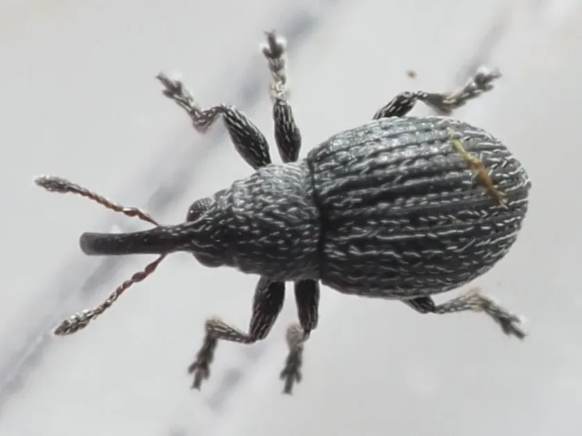 Squamapion