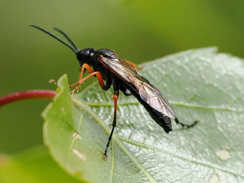 Пилильщик черный