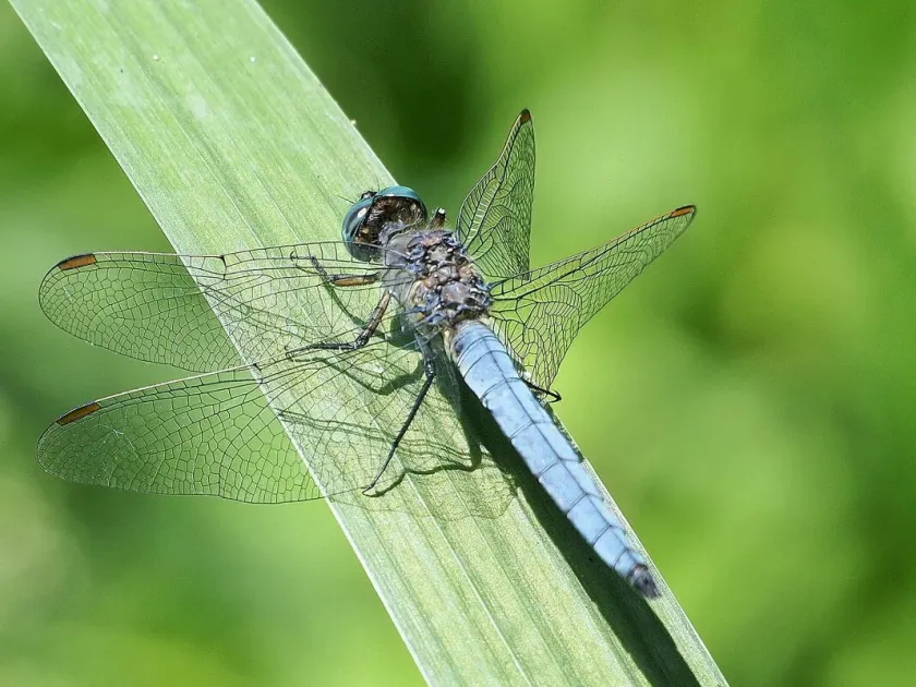 Keeled skimmer