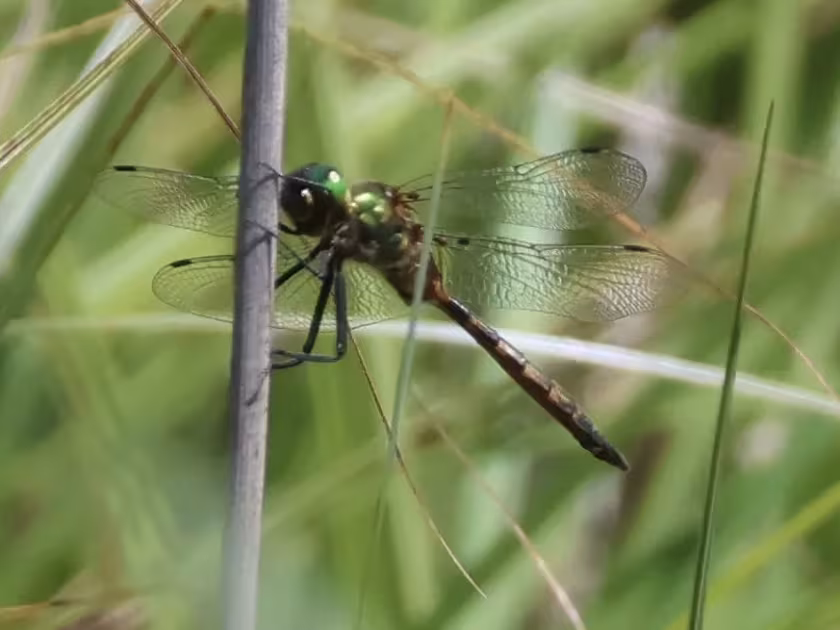 Emeralds