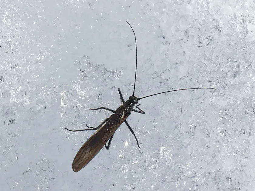 Taeniopteryx nebulosa