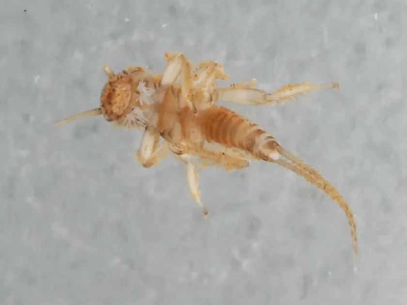 Amphinemura sulcicollis