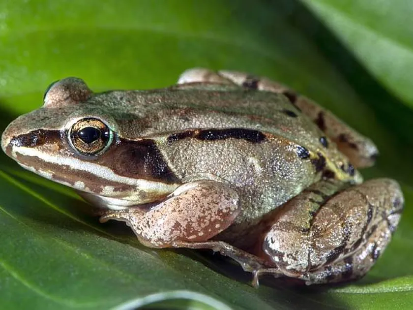 Agile frog