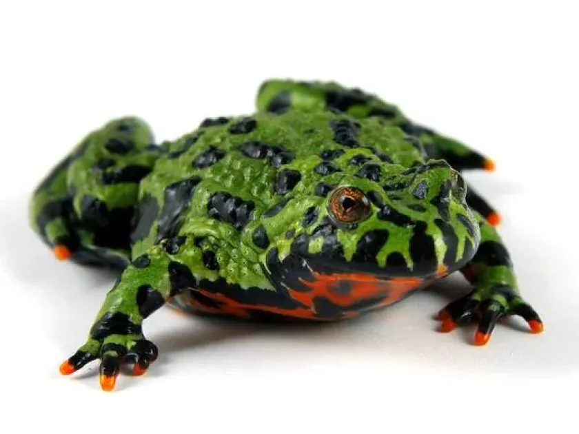 Fire-bellied toad