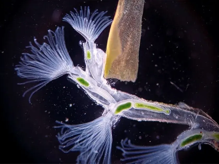 Creeping bryozoan