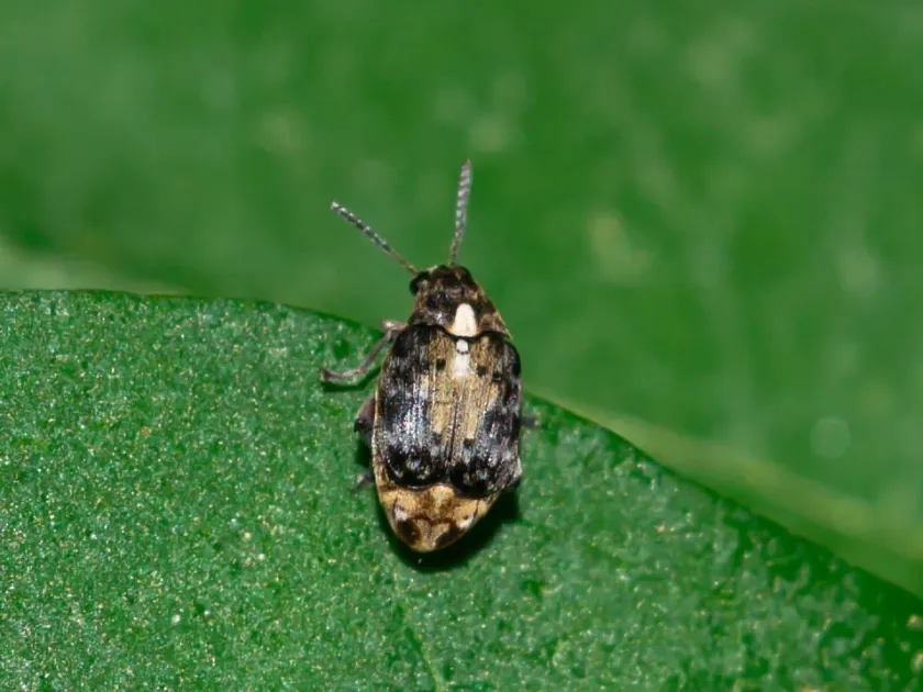 Gleditsia seed beetle