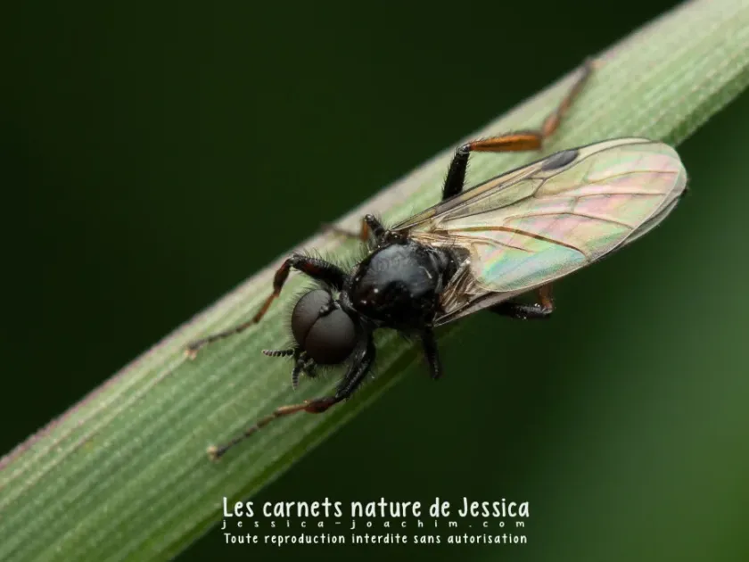 March fly
