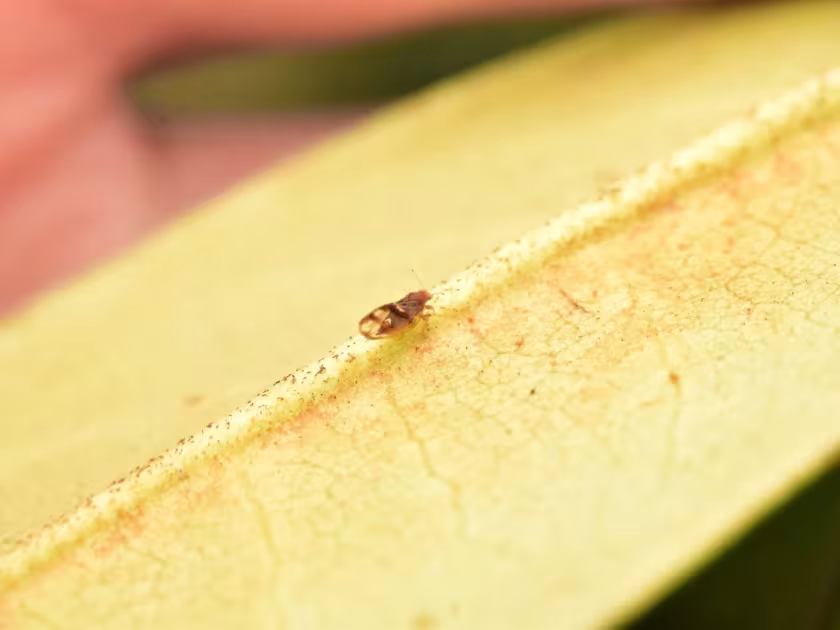 Jumping plant lice of the genus Phylloplecta