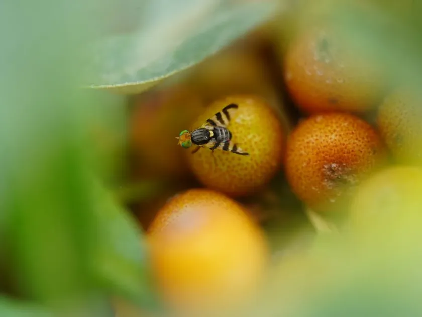 Sea buckthorn fly