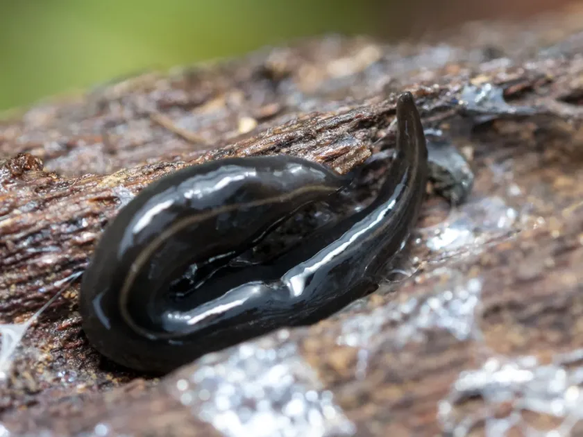 Flatworm