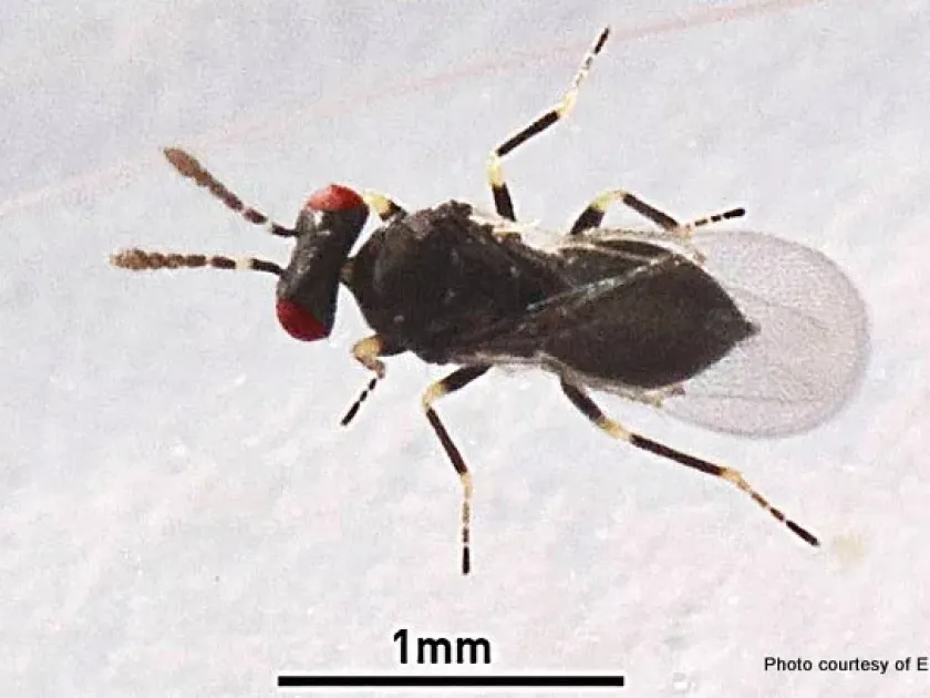 Tamarixia triozae
