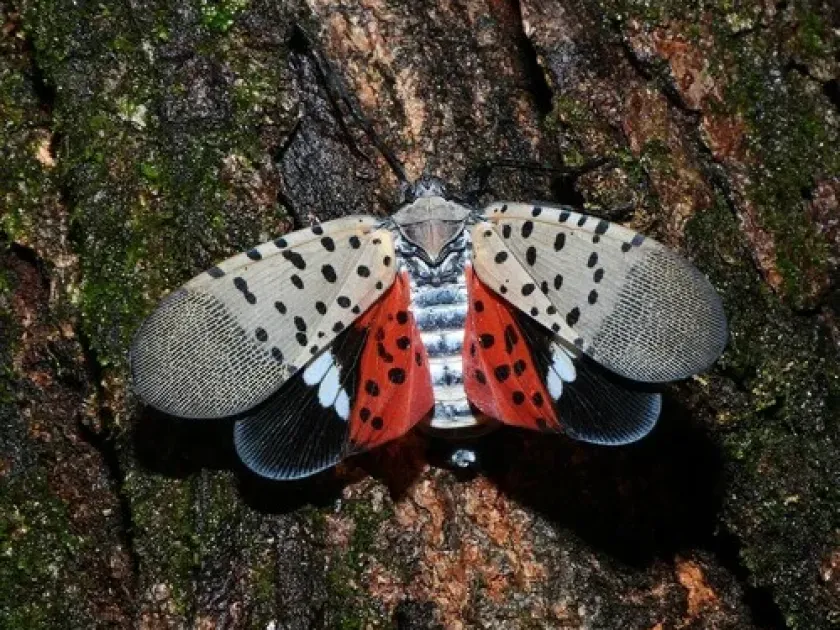 Spotted lanternfly