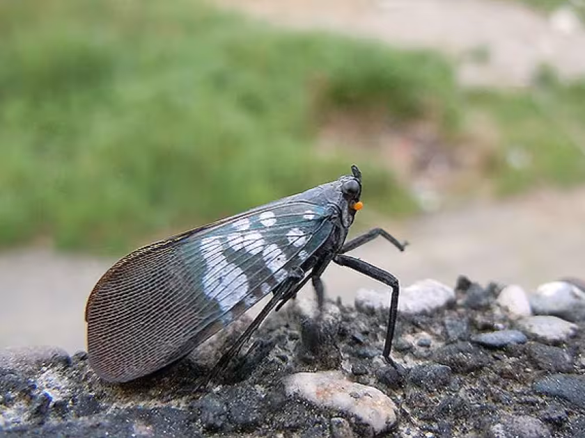 Olive lanternfly