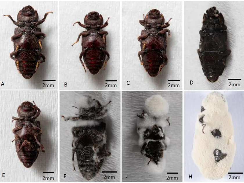 Dastarcus helophoroides