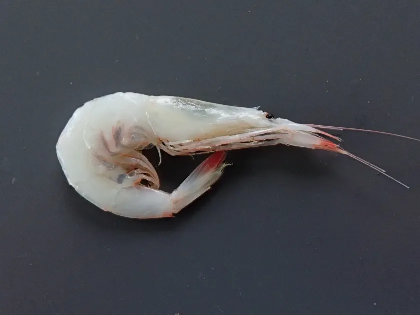 Pasiphaea sivado