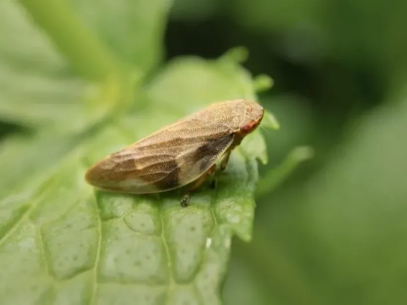 Meadow spittlebug