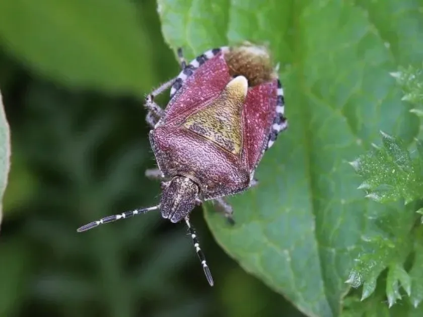 Cabbage bug