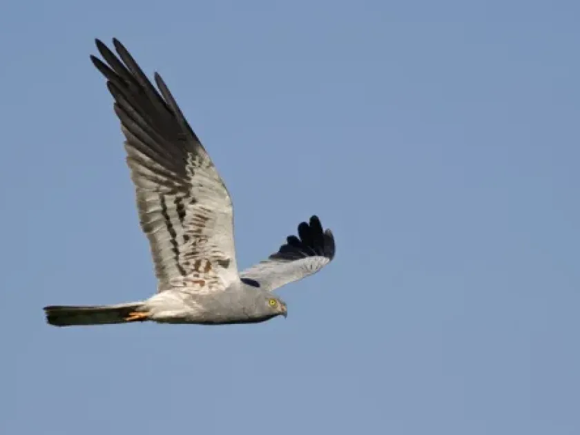 Harrier