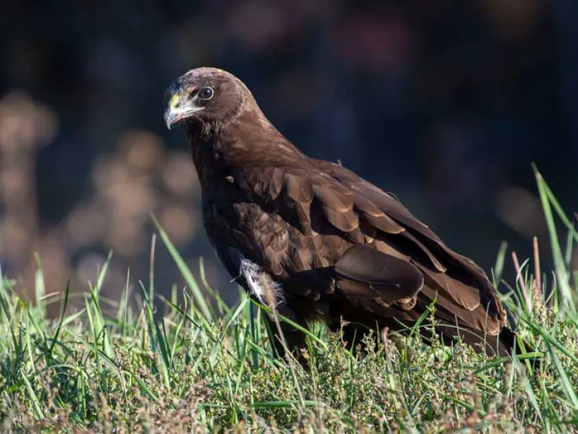 Marsh harrier