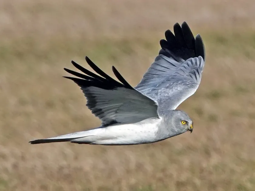 Hen harrier