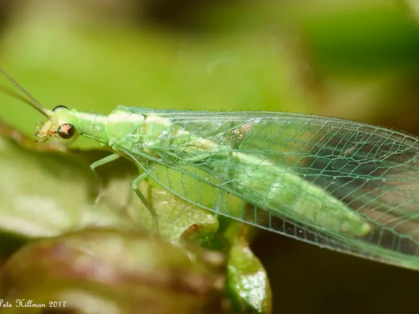 Green lacewing