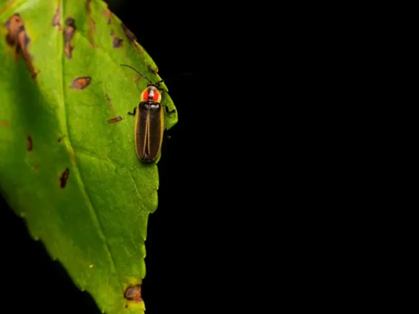 Luciola lusitanica