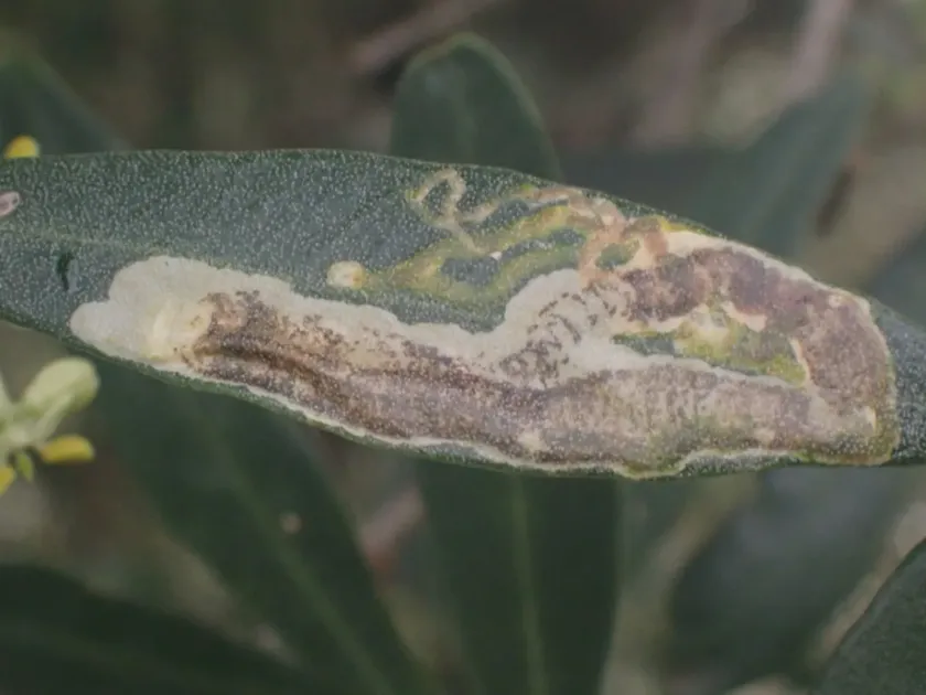 Мінуюча міль Metriochroa latifoliella