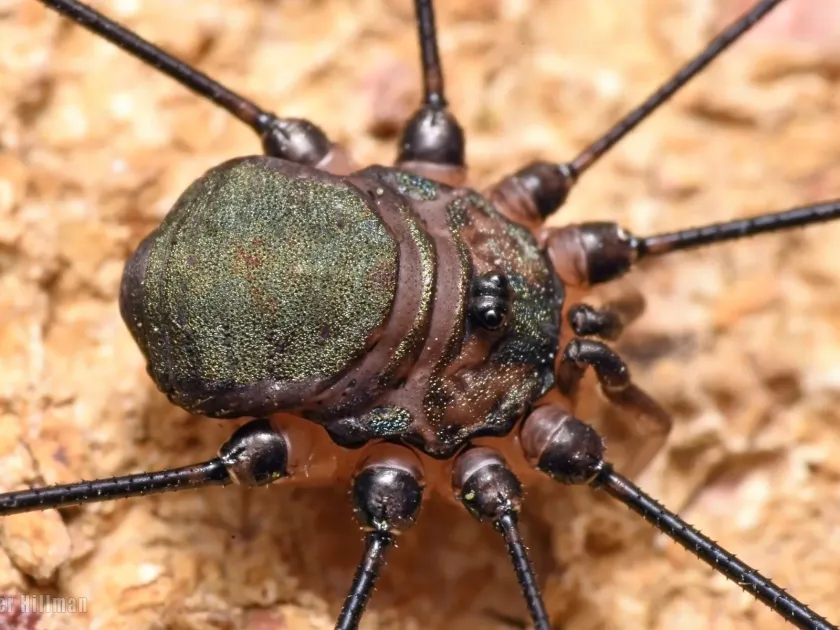 Harvestman