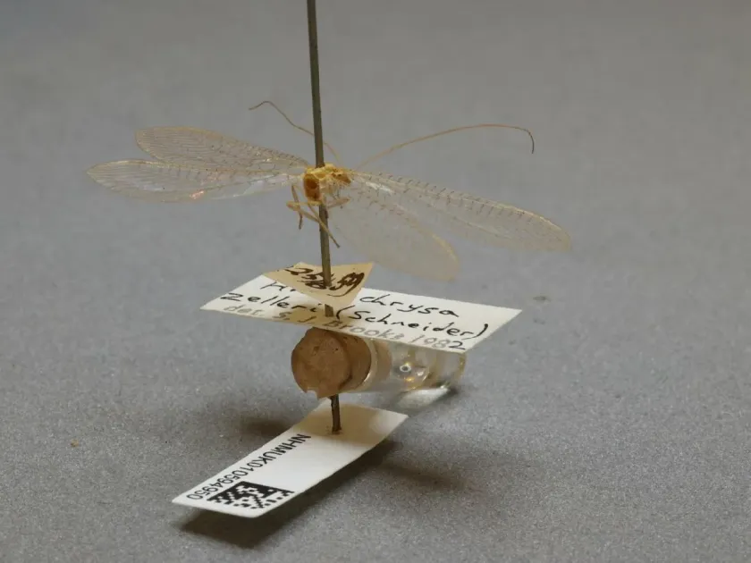Zeller's Lacewing