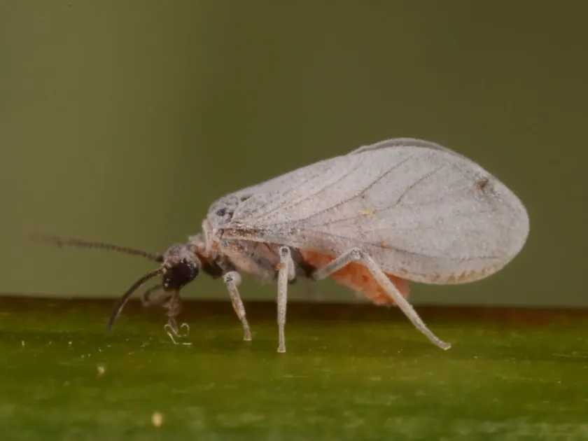 Dusty lacewing