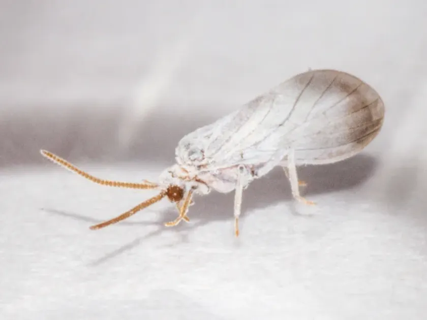 Coniopteryx borealis