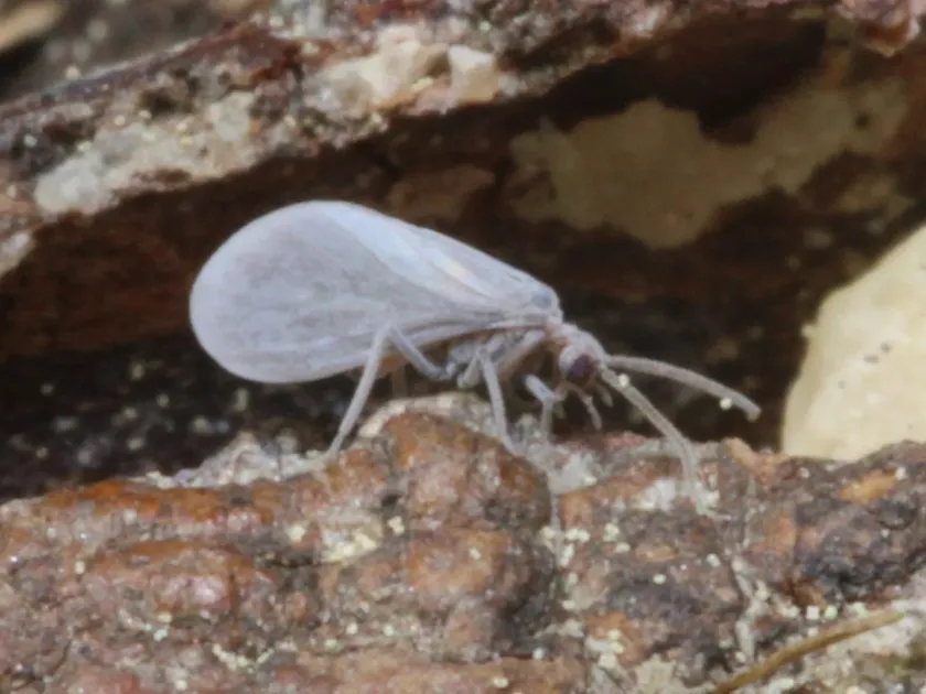 Coniopteryx pygmaea