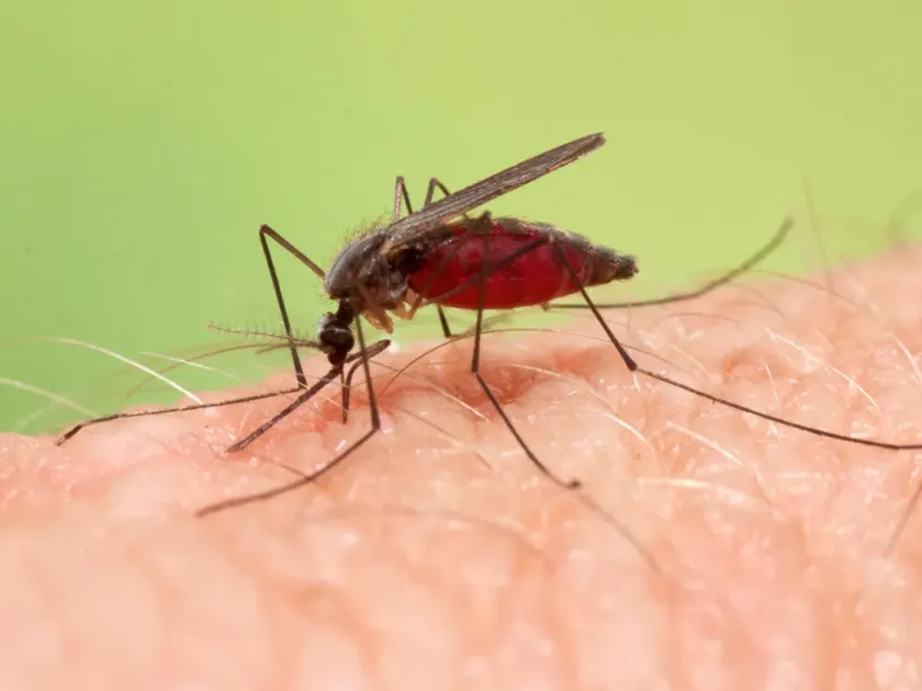 Anopheles plumbeus
