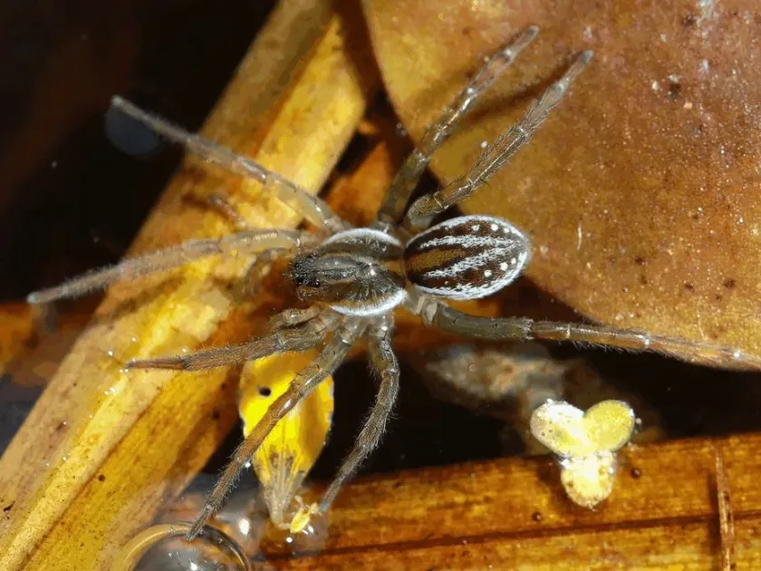 Pirate spider