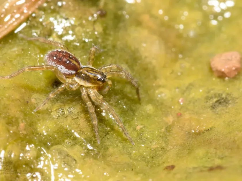 Pirate wolf spider