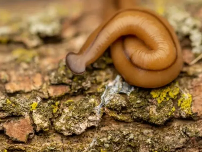 Diversibipalium