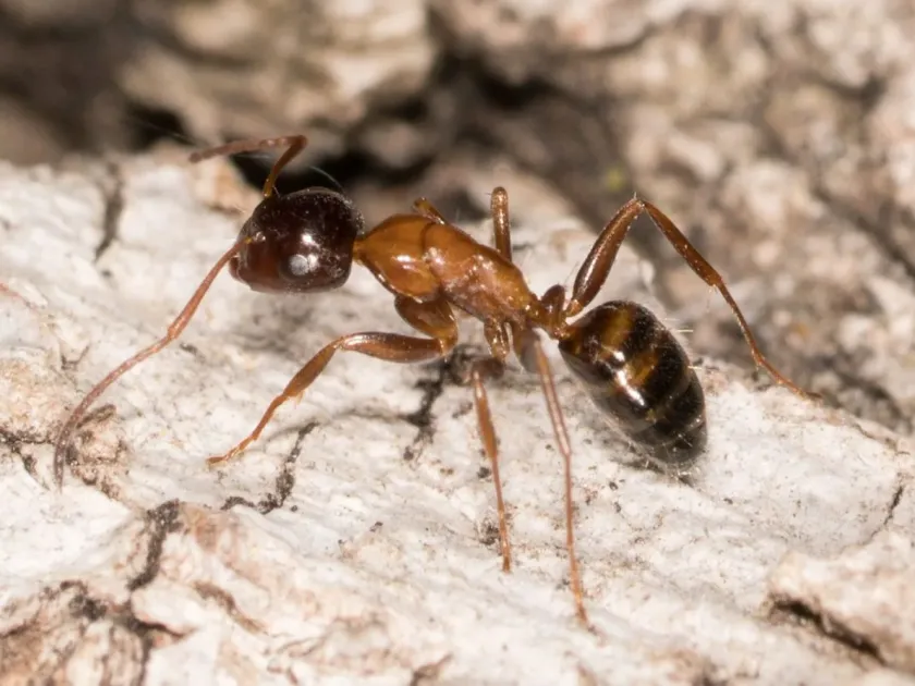 Essig's carpenter ant