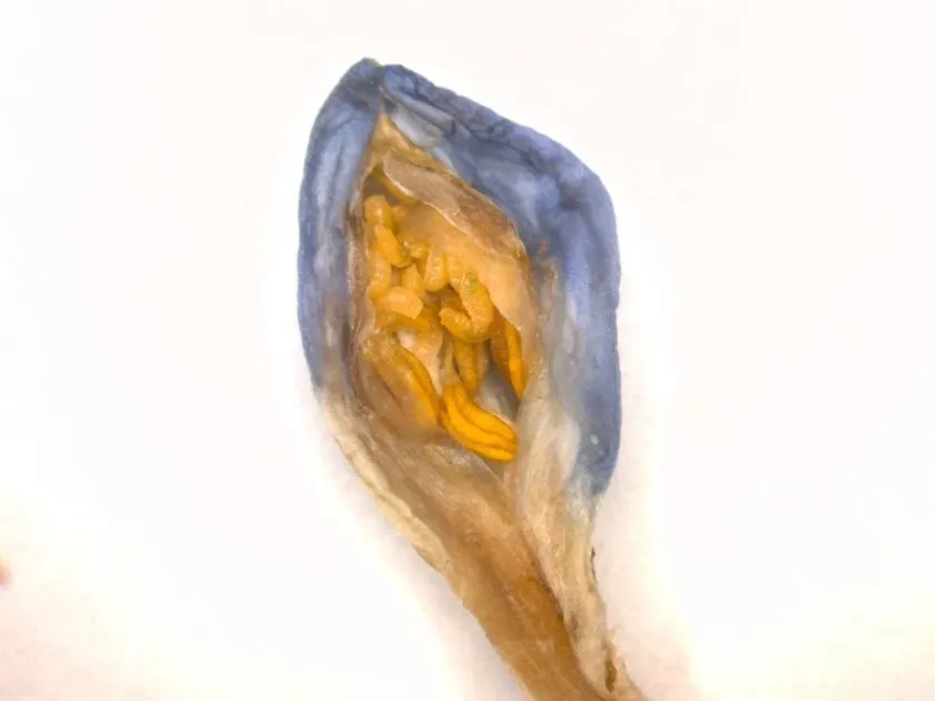 Agapanthus gall midge