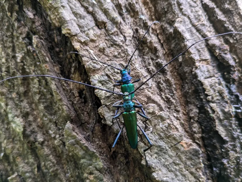 Green longhorn beetle
