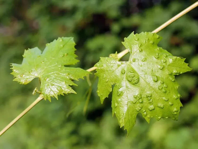 Grape leaf mite