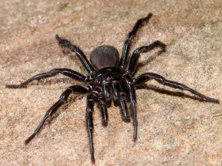 Sydney funnel-web spider