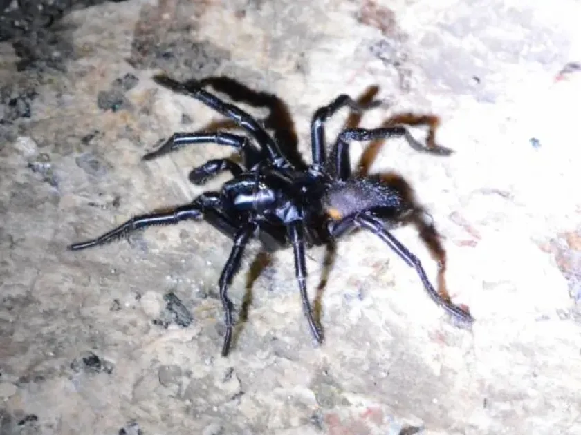 Sydney funnel-web spider