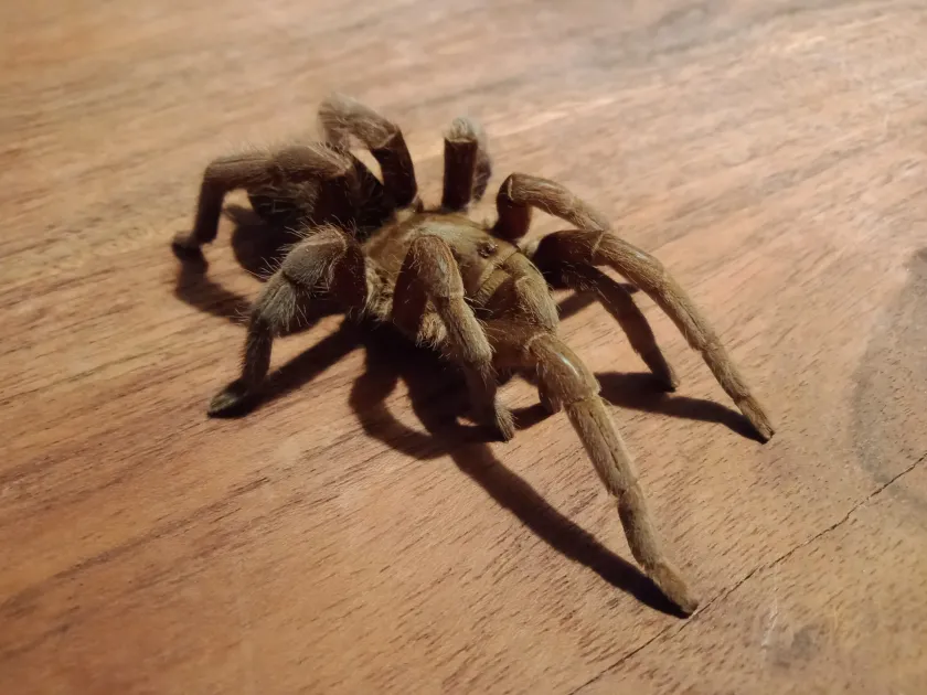 Australian whistling spider