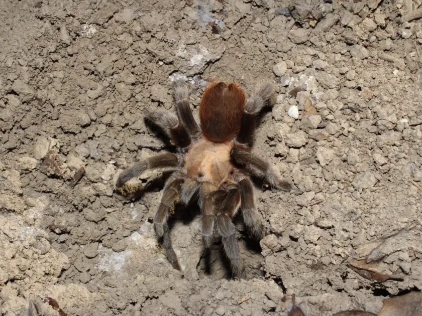 Aphonopelma