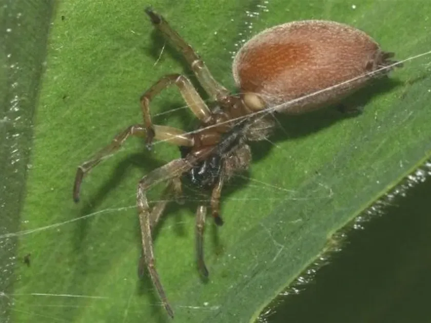 Clubiona trivialis