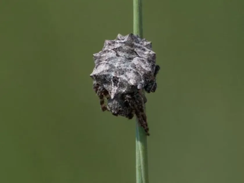 Star Orb Weaver