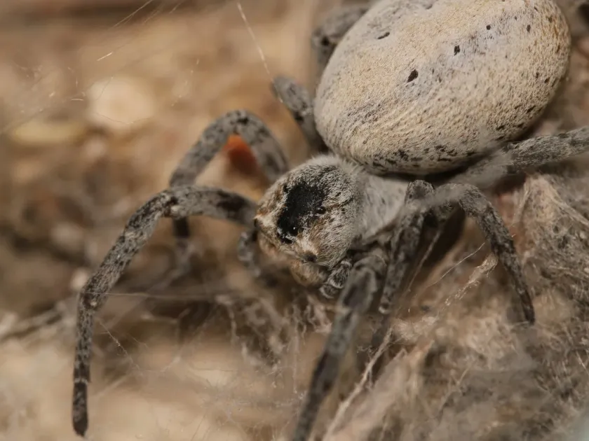 Stegodyphus