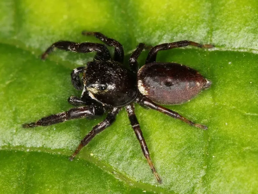 Mandibulatus jumping spider